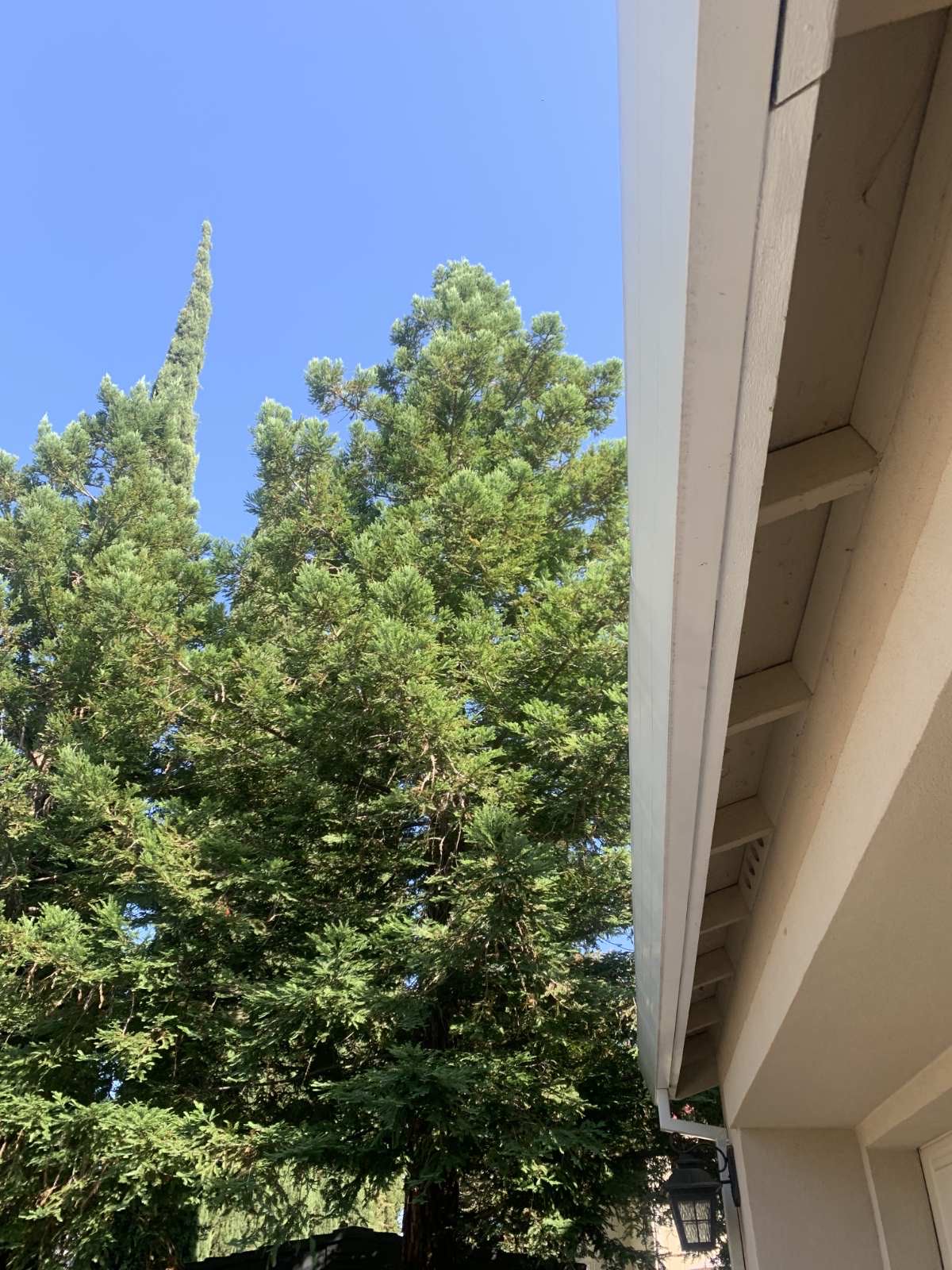 Clean gutter along roofline near trees on Sacramento home