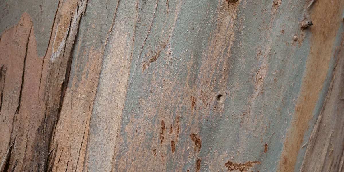 Eucalyptus Bark, Leaves & Gum Nuts in Sacramento Gutters: The Fire-Risk Debris Most Homeowners Ignore (2026)