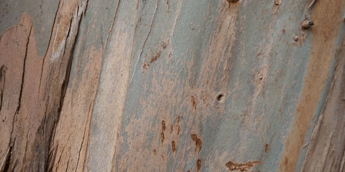 Eucalyptus Bark, Leaves & Gum Nuts in Sacramento Gutters: The Fire-Risk Debris Most Homeowners Ignore (2026)