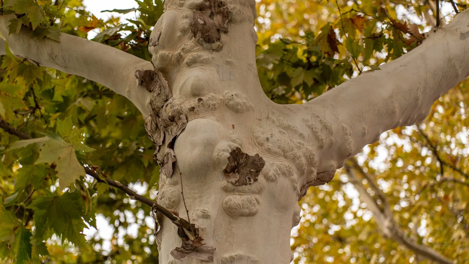 London plane tree trunk with peeling camouflage bark that clogs Sacramento gutters