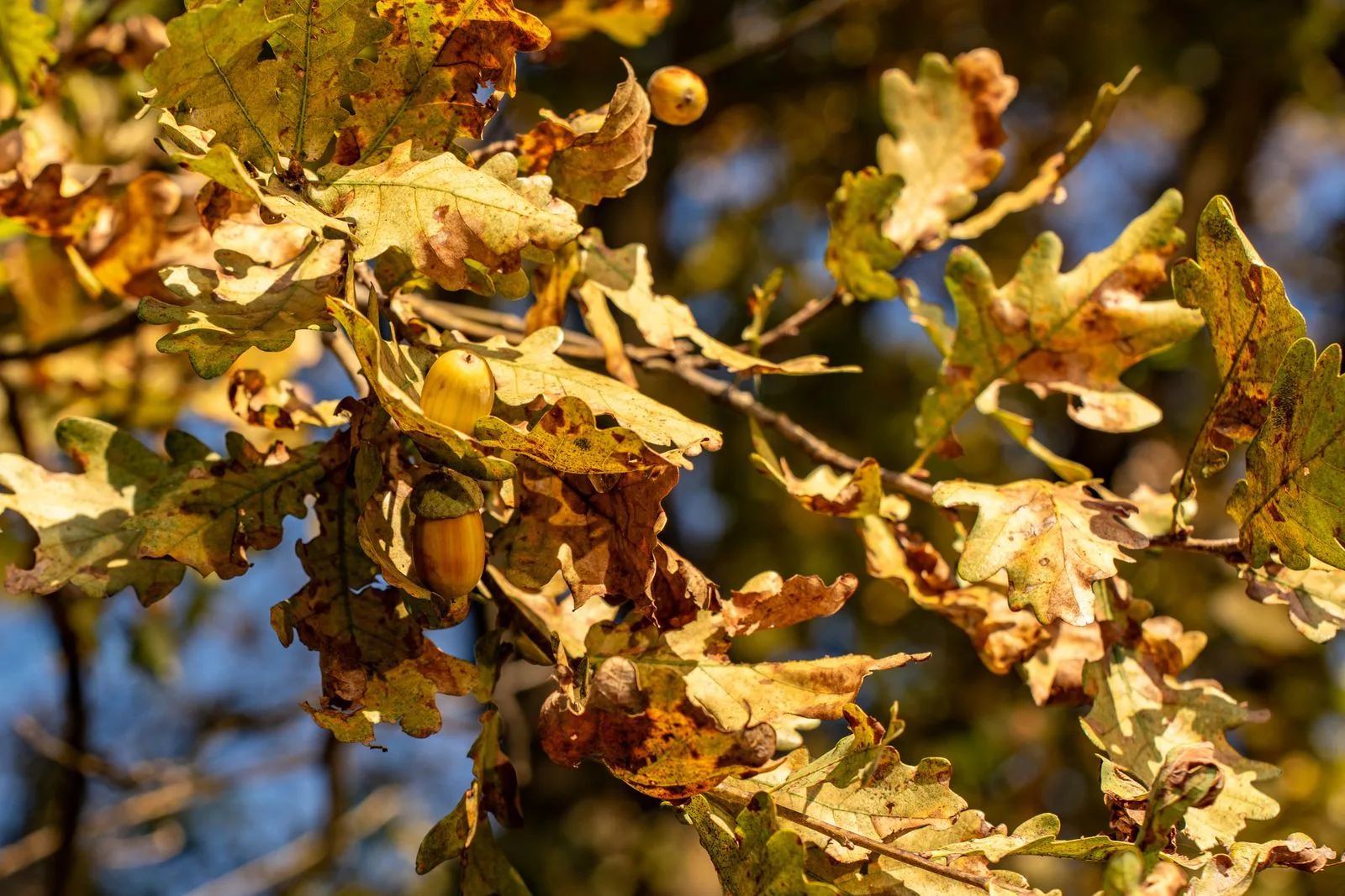 Oak leaves turning yellow and brown in autumn with acorns still on the branch, the debris that fills Sacramento gutters from October through December