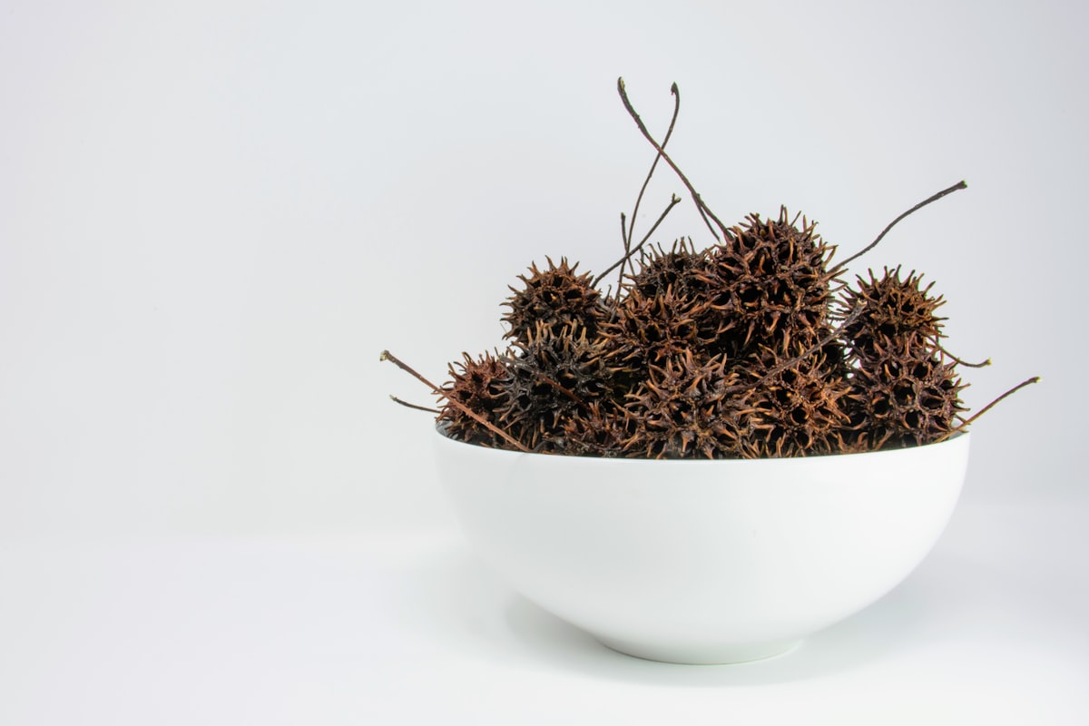 Sweetgum Trees and Gutters: How to Handle Liquidambar Seed Pods in Sacramento